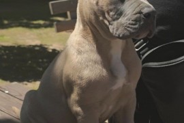 Cane Corso Kane Korso prelepi formentino štenci, Petrovac
