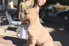 Cane Corso Kane Korso prelepi formentino štenci, Petrovac