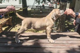 Cane Corso Kane Korso prelepi formentino štenci, Petrovac