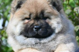 Chow Chow Čau Čau štenci, Valjevo