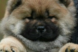 Chow Chow Čau Čau štenci, Valjevo