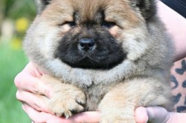Chow Chow Čau Čau štenci, Valjevo