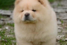 Chow Chow Čau Čau štenci, Valjevo