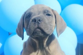 Cane Corso štenci , Vršac