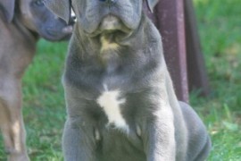 Cane Corso štenci , Vršac