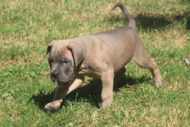 Cane Corso štenci , Vršac