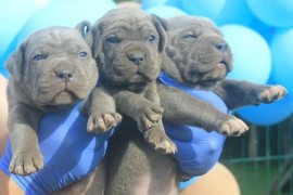 Cane Corso štenci , Vršac
