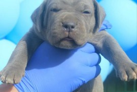 Cane Corso štenci , Vršac