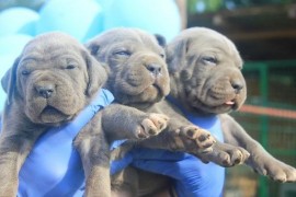 Cane Corso štenci , Vršac