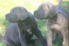 Cane Corso štenci , Vršac
