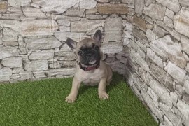 Francuski Buldog prelepi štenci, Sremska Mitrovica
