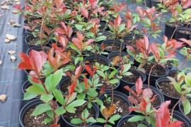 Fotinija red robin ziva ograda, Beograd (Novi Beograd)