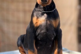 Prodaju se prelepi štenci dobermana, stari 3 meseca, Obrenovac