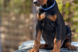Prodaju se prelepi štenci dobermana, stari 3 meseca, Obrenovac