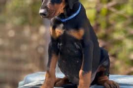 Prodaju se prelepi štenci dobermana, stari 3 meseca, Obrenovac