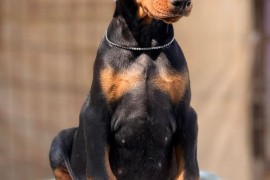 Prodaju se prelepi štenci dobermana, stari 3 meseca, Obrenovac