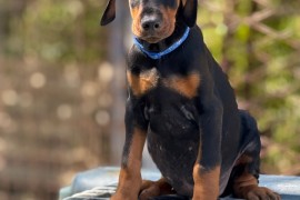 Prodaju se prelepi štenci dobermana, stari 3 meseca, Obrenovac