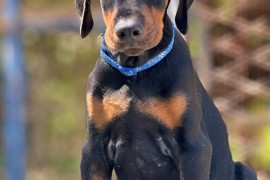 Prodaju se prelepi štenci dobermana, stari 3 meseca, Obrenovac