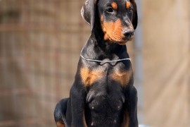 Prodaju se prelepi štenci dobermana, stari 3 meseca, Obrenovac