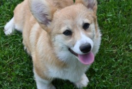 Velski korgi/Welsh Corgi Pembroke, Valjevo