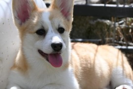 Velski korgi/Welsh Corgi Pembroke, Valjevo