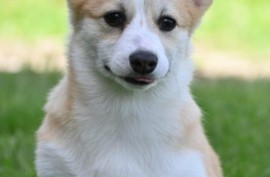 Velski korgi/Welsh Corgi Pembroke, Valjevo