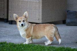 Velski korgi/Welsh Corgi Pembroke, Valjevo
