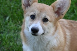 Velski korgi/Welsh Corgi Pembroke, Valjevo