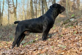 Južnoafrički mastif - Boerboel štenci, Lazarevac