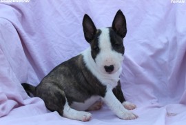 Mini Bull Terijer prelepi štenci, Beograd