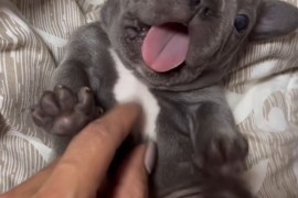 Francuski Buldog prelepi štenci, Novi Sad