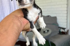 Čivava štenad prelepa  Chihuahua apple head , Beograd