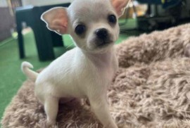 Čivava štenad prelepa  Chihuahua apple head , Beograd