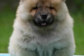 Chow Chow Cau Cau Čau Čau, Valjevo