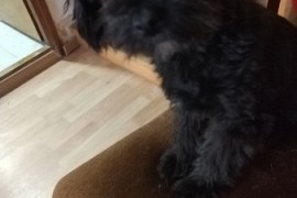Maltipoo štene, Beograd (Voždovac)