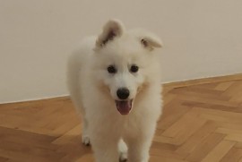 Beli švajcarski ovčar štenci, Kraljevo