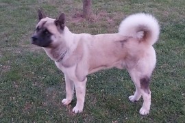 Američka akita, parenje, Kragujevac