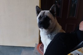Američka akita, parenje, Kragujevac