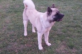Američka akita, parenje, Kragujevac