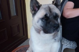 Američka akita, parenje, Kragujevac