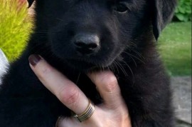 Prodajem tri muska steneta Labradora, Sremska Mitrovica