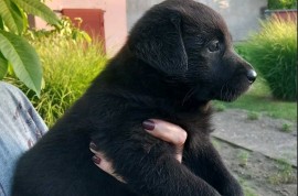 Prodajem tri muska steneta Labradora, Sremska Mitrovica