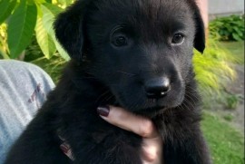 Prodajem tri muska steneta Labradora, Sremska Mitrovica