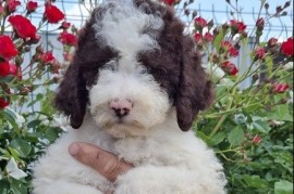 Lagoto Romanjolo (Lagotto Romagnolo), Novi Sad