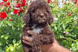 Lagoto Romanjolo (Lagotto Romagnolo), Novi Sad