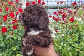 Lagoto Romanjolo (Lagotto Romagnolo), Novi Sad