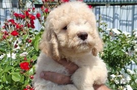 Lagoto Romanjolo (Lagotto Romagnolo), Novi Sad
