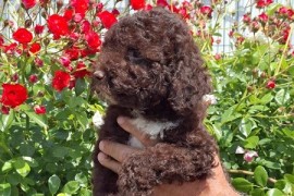Lagoto Romanjolo (Lagotto Romagnolo), Novi Sad