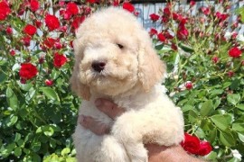 Lagoto Romanjolo (Lagotto Romagnolo), Novi Sad