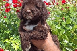 Lagoto Romanjolo (Lagotto Romagnolo), Novi Sad